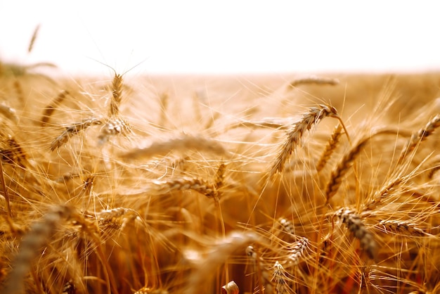 Épis de blé doré gros plan Croissance nature récolte Agriculture ferme