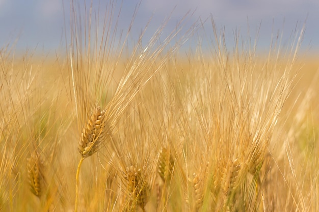 Épis de blé dorés en été sur le terrain. Fond de blé