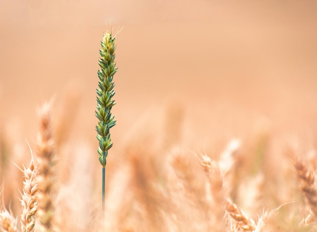 Épis de blé dorés sur le terrain Cultures agricoles céréalières Beau paysage rural