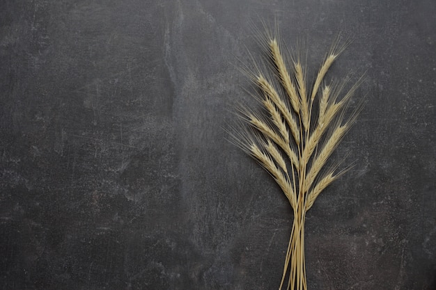 Épis de blé sur fond gris. Vue de dessus, grain.