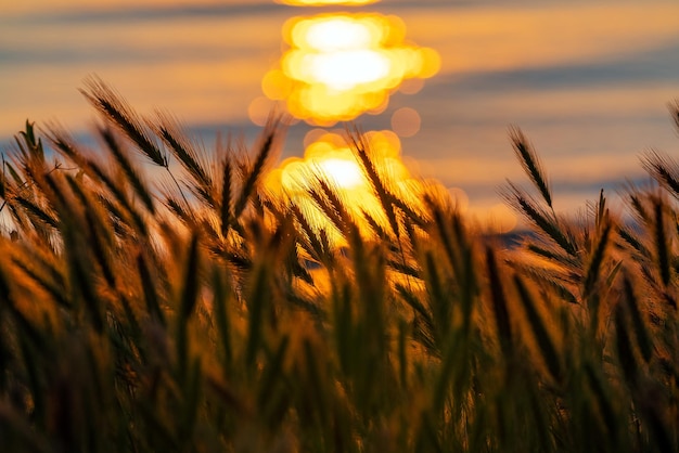 Épis de blé sur fond de soleil levant