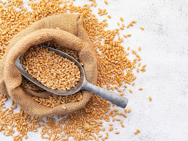 Épis de blé et grains de blé mis en place sur fond de béton blanc