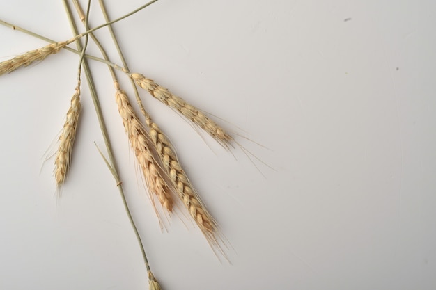 Épis de blé isolés sur fond blanc