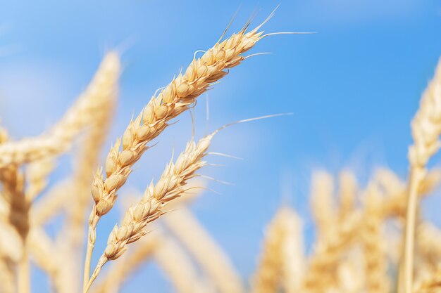 Épis de blé mûr contre le ciel bleu