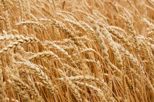 Épis de blé mûr poussant dans un champ de blé