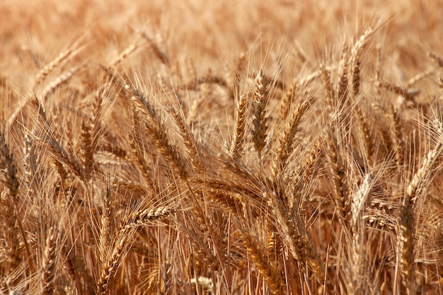 Épis de blé d'or sur un champ agricole