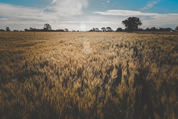 Épis de blé à La Pampa Argentine