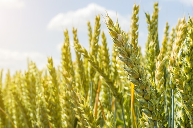 Épis de blé, pleins de grain, sur le terrain, contre le ciel et autres plantes