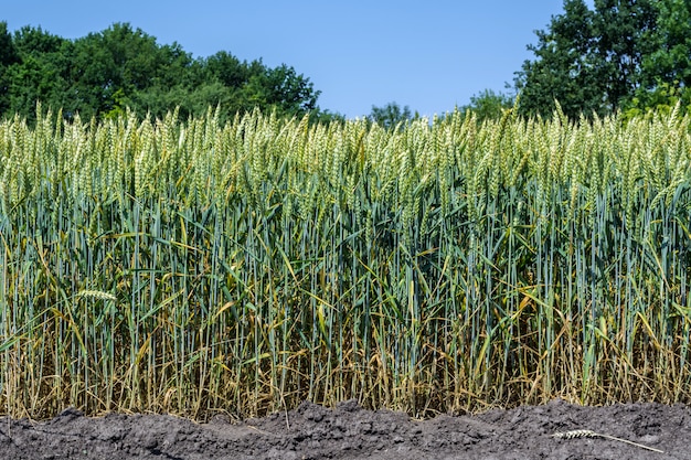 Épis de blé, pleins de grain, sur le terrain, contre le ciel et autres plantes
