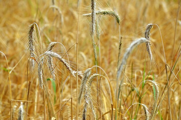 Épis de blé secs mûrs sur le terrain