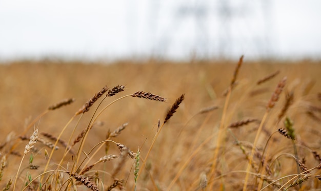 Épis de blé ou de seigle poussant sur le terrain au coucher du soleil. Un champ de seigle pendant la période de récolte dans un champ agricole.