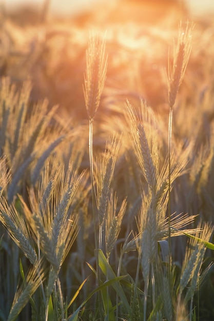 Épis de blé sous le soleil. Soleil qui brille à travers le blé mûr.