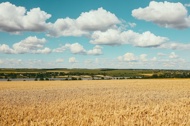 Épis de blé sur le terrain pendant le coucher du soleil agriculture de blé récolte concept agroalimentaire marche dans un grand champ de blé grande récolte de blé en été sur le mode de vie de paysage de terrain