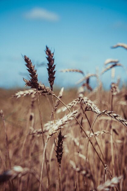 Épis de blé sur le terrain