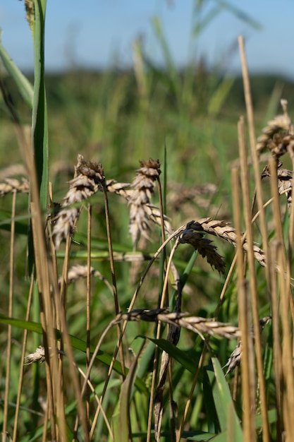 Épis de blé sur le terrain