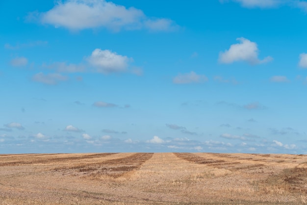 Épis de blé sur le terrain