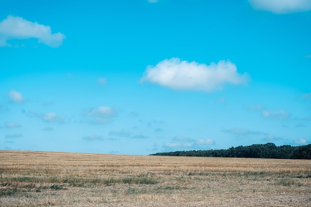 Épis de blé sur le terrain