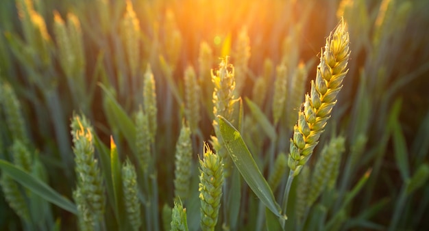 Épis de blé verts au coucher du soleil gros plan