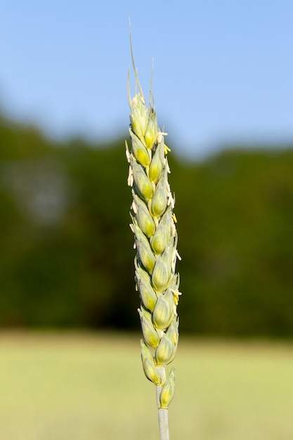 Épis de blé verts non mûrs en été dans le domaine agricole. Photo prise en gros plan avec une petite profondeur de champ.