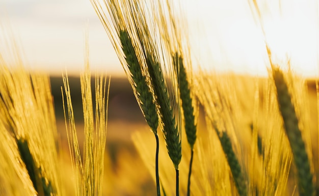 Épis frais de jeune blé vert sur la nature