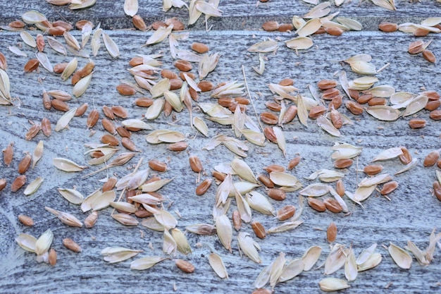 Épis avec graines de blé et de seigle, récolte de céréales