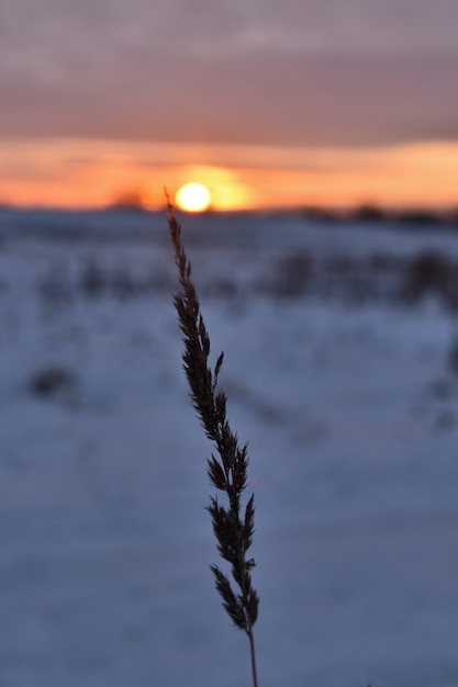 Épis d'herbe dans le contexte du champ d'hiver