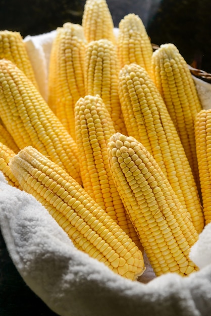 Épis de maïs biologiques frais brésiliens dans un panier