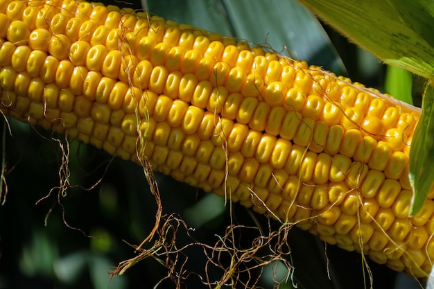 Épis de maïs dans un champ farci de céréales