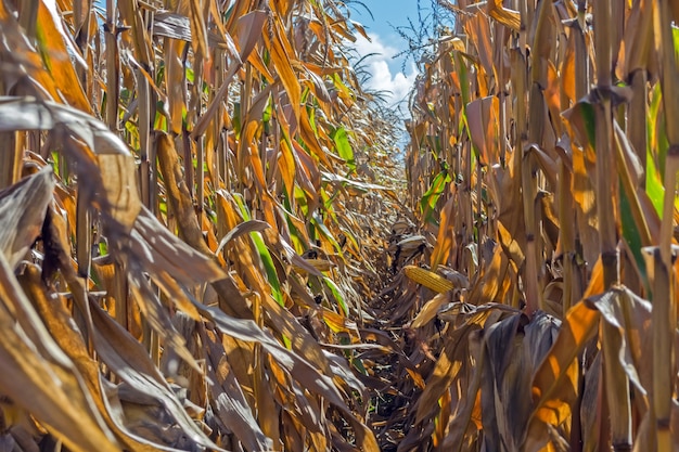 Épis de maïs mûrs dans le champ, plein de gros grains, dans le ciel.