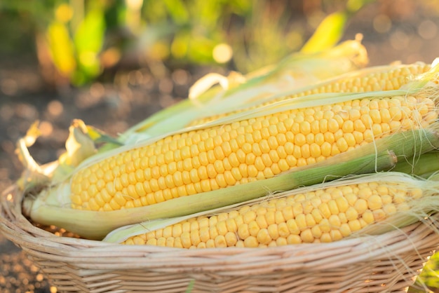 Épis de maïs mûrs dans un panier debout sur le sol dans un champ de maïs vert sur un coucher de soleil en gros plan avec mise au point sélective Agriculture jardinage biologique récolte ou concept écologique