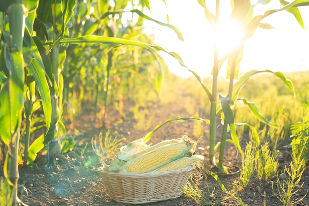 Épis de maïs mûrs dans un panier debout sur le sol dans un champ de maïs vert sur un coucher de soleil en gros plan avec mise au point sélective Agriculture jardinage biologique récolte ou concept écologique