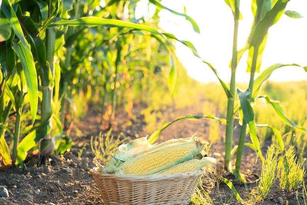 Épis de maïs mûrs dans un panier debout sur le sol dans un champ de maïs vert sur un coucher de soleil en gros plan avec mise au point sélective Agriculture jardinage biologique récolte ou concept écologique