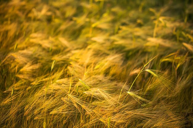 Épis de maturation du champ de blé jaune Mise au point sélective La photo peut être utilisée comme arrière-plan complet