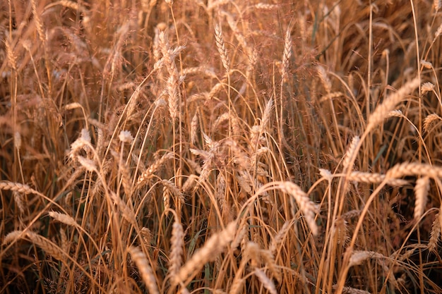 Épis mûrs d'avoine de blé sur une prairie mûre éclairée par le soleil