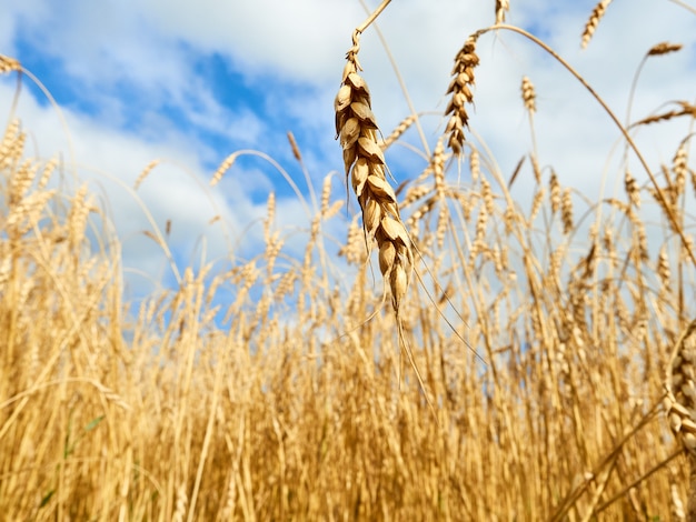 Épis d'or de blé, champ de blé avec ciel nuageux.