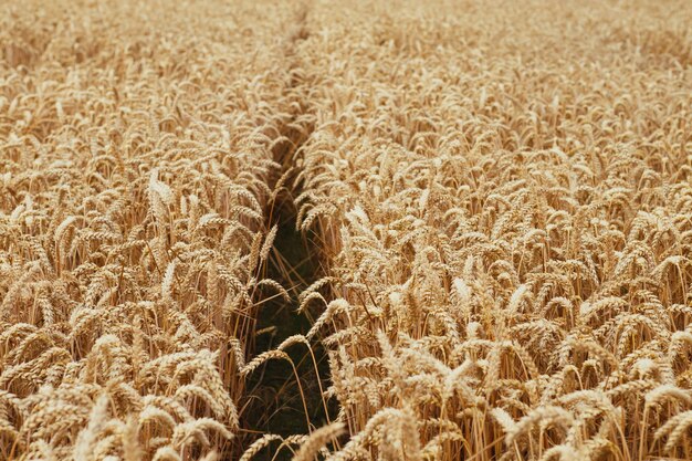 Épis d'or de blé sur le terrain