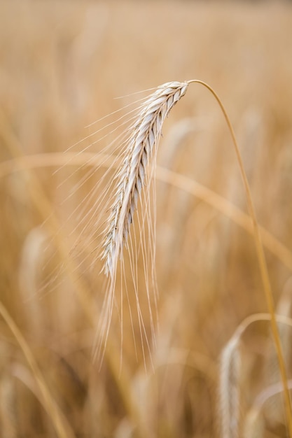 Épis d'or de blé sur le terrain