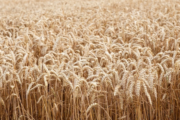 Épis d'or de blé sur le terrain