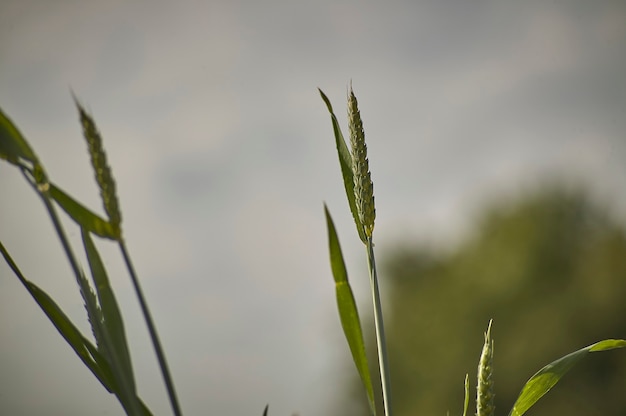 Épis d'orge dans un champ de culture, agriculture en italie.