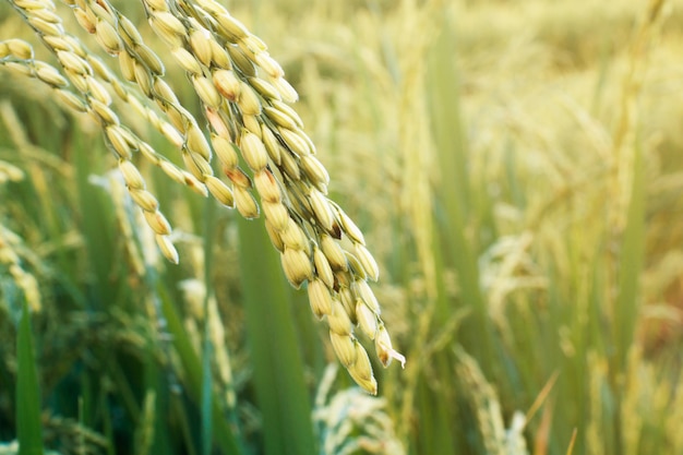 Épis de riz au lever du soleil.