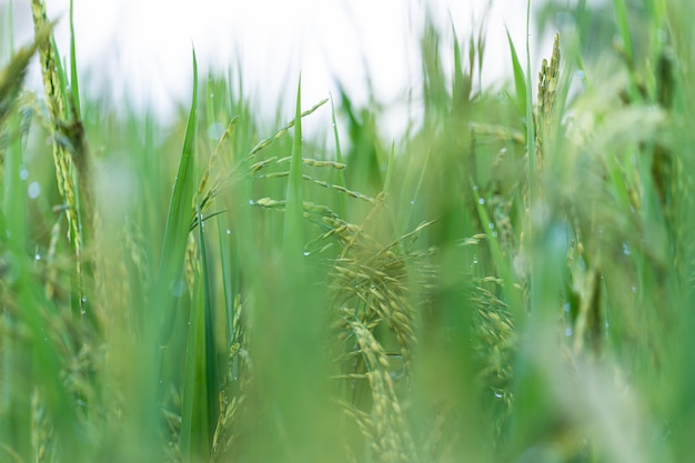 Épis de riz dans un champ de riz