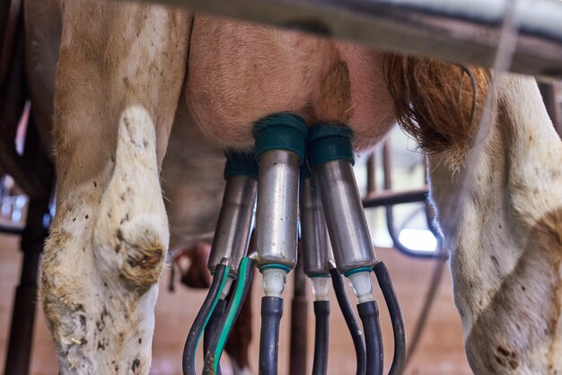 Pis d'une vache connectée à une machine à traire dans une ferme laitière