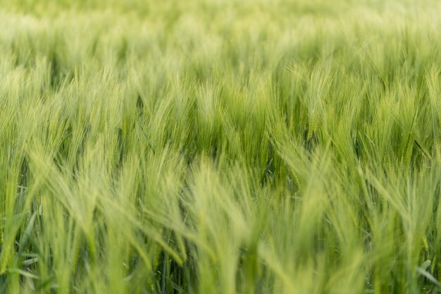 Épis verts juteux de blé incroyable faune