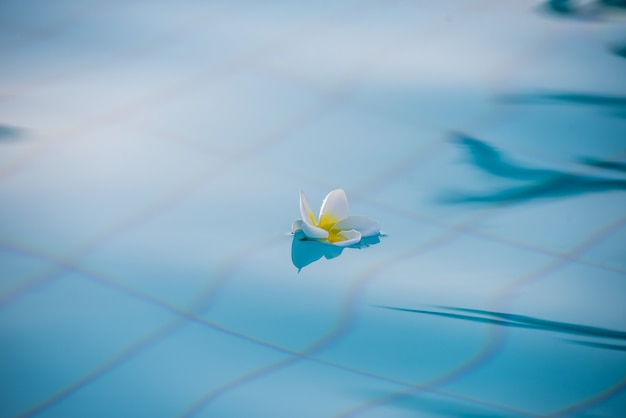 Piscine sur le complexe tropical