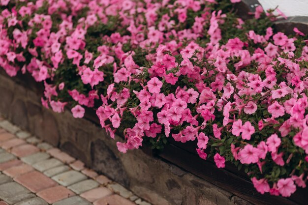 Piscine dans un pot gros plan de fleurs roses