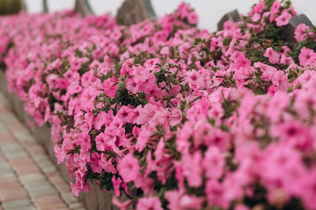 Photo piscine dans un pot gros plan de fleurs roses