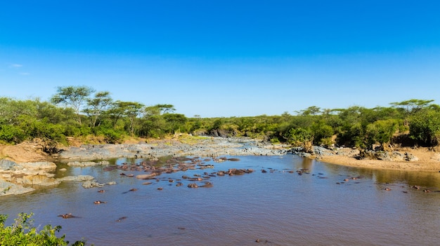 Piscine Gippo dans la savane du Serengeti, Tanzanie.