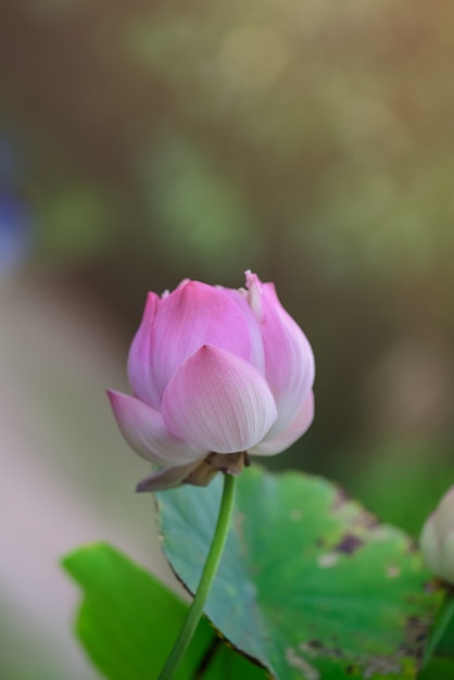 Piscine de Lotus dans le jardin