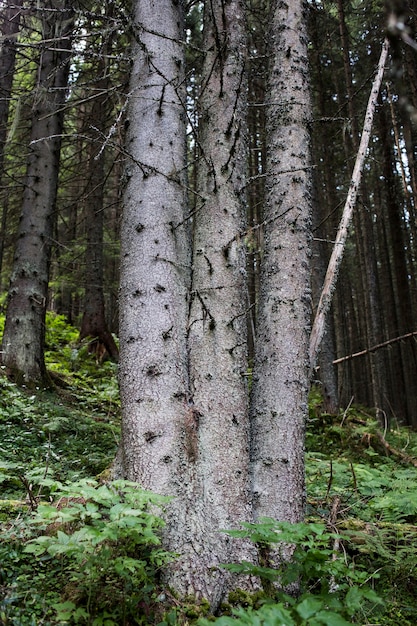 Épissage de trois épicéas dans une forêt de conifères, bois des Carpates