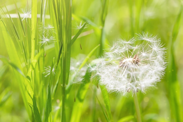 pissenlit blanc dans un pré vert